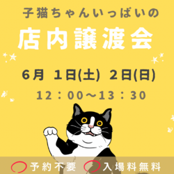 子猫だらけの店内譲渡会in funnyCat