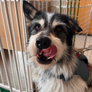 テリア風の元気いっぱい【グライダー】君