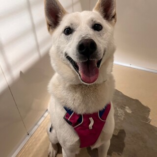 本当は甘えん坊な【フューザ】君