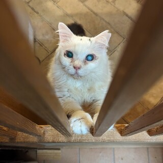 自分の気持ちに素直に生きる！アピール強めなクイーン