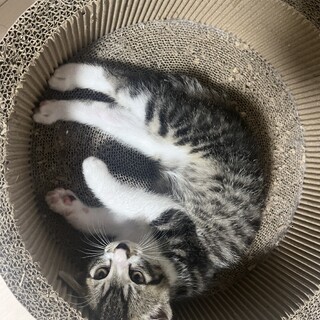 ちょっとビビりが可愛いサバ白のカブト君（3姉弟）