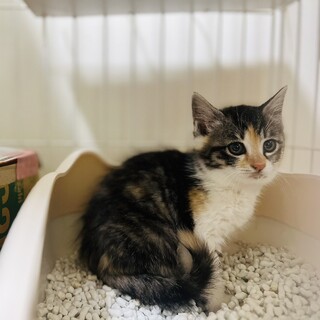 ビビりが可愛い三毛猫のサツキ（3姉弟！）