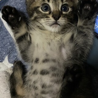 キジのビター君