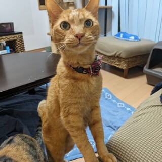 ヤングなシニア猫　かい慈♂