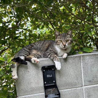 沖縄県内で里親募集
