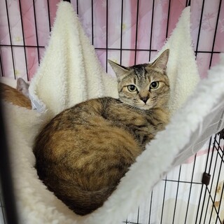 大きな瞳のムギワラ女子　ルナ♀