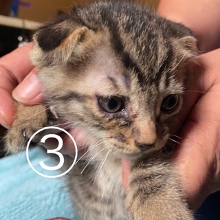 耳垂れ子猫(2匹)