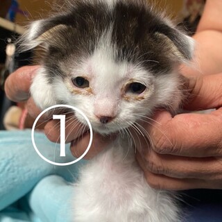 ピンコスフキー様 ① 専用