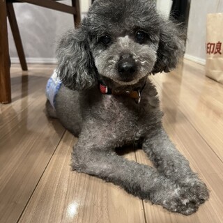 シルバーのトイプードル男の子　里親さん募集中！