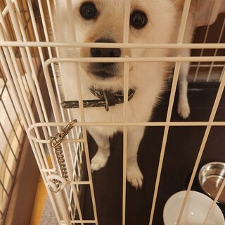 里親募集。柴犬とポメラニアンのMIXの1才