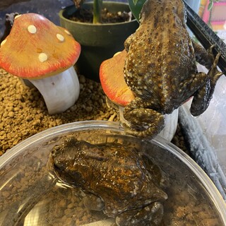 ミヤコヒキガエル　2〜３匹　メス