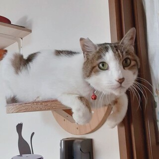 【募集一時停止】デレデレの甘えん坊❤️白キジ愛之助