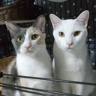 【9/8新橋】まるで師弟よく食べて遊ぶ仲良しペア