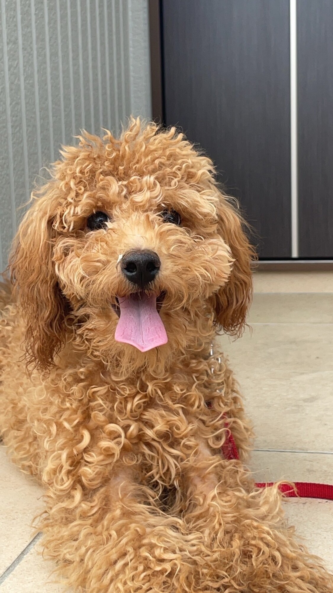 トイプードル8ヶ月男の子」東京都 - 犬の里親募集(489593) 1枚目の