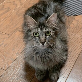 ゴージャス尻尾　甘えっ子のララちゃん♡