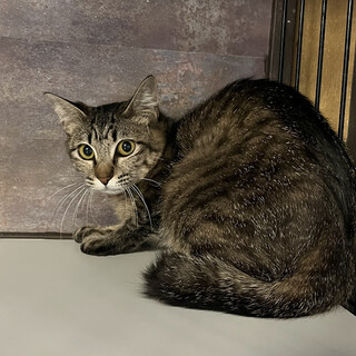 少し怖がりなキジ猫のめーぷる