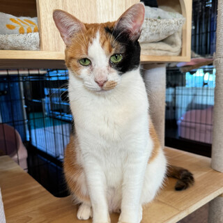 ツンデレお嬢様☺︎娘娘（にゃんにゃん）