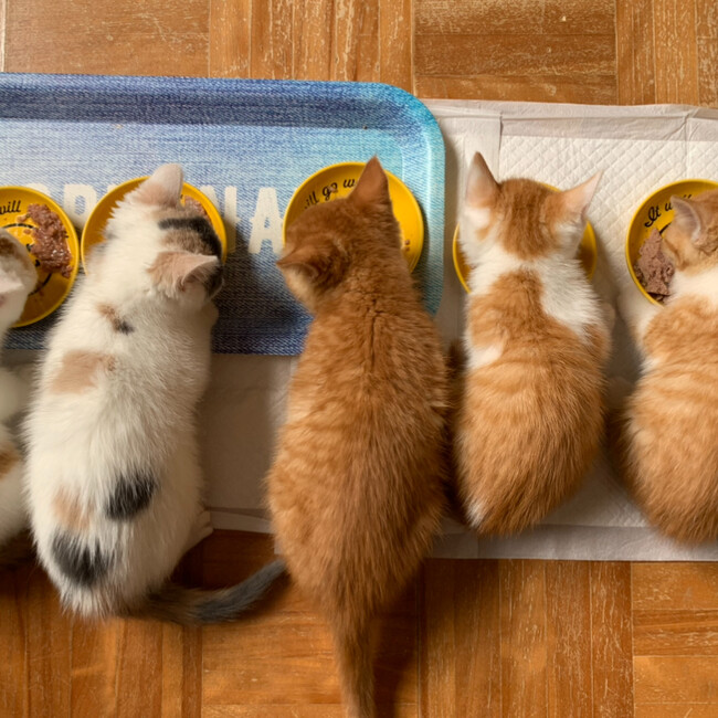 保護猫シェアハウス　てぃーるーむのカバー写真