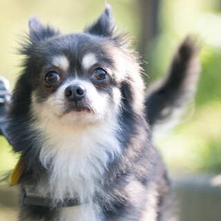 犬好き人はちょっぴり苦手なチワワのトキオ