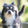 犬好き人はちょっぴり苦手なチワワのトキオ サムネイル1