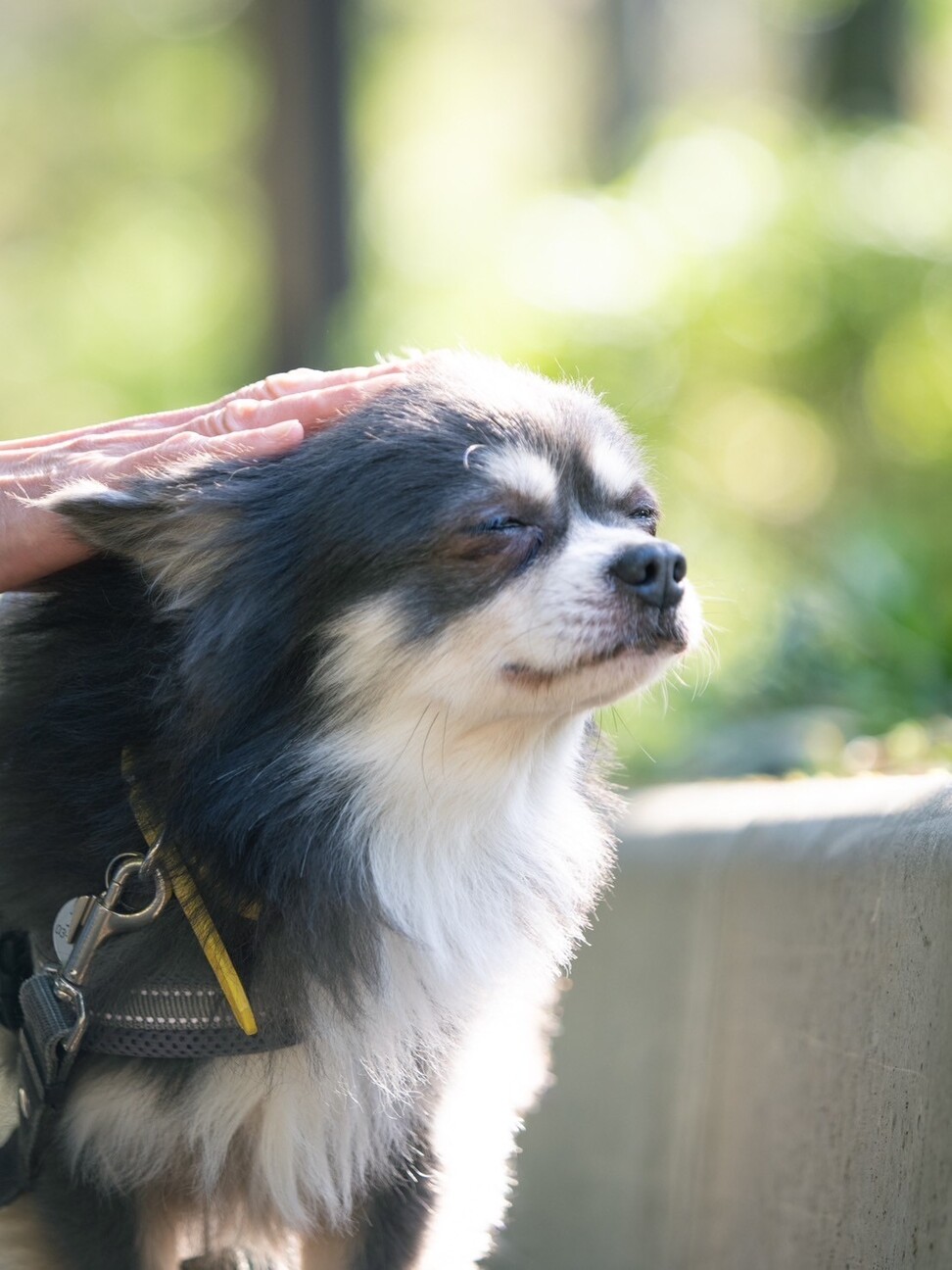 犬好き人はちょっぴり苦手なチワワのトキオ サムネイル2