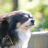犬好き人はちょっぴり苦手なチワワのトキオ サムネイル2