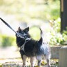 犬好き人はちょっぴり苦手なチワワのトキオ サムネイル3
