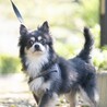 犬好き人はちょっぴり苦手なチワワのトキオ サムネイル4