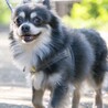 犬好き人はちょっぴり苦手なチワワのトキオ サムネイル5
