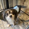 犬好き人はちょっぴり苦手なチワワのトキオ サムネイル6