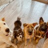 犬好き人はちょっぴり苦手なチワワのトキオ サムネイル7