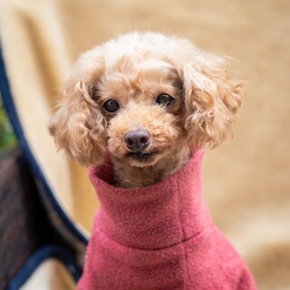 シニアのトイプードル　ミリミリちゃん