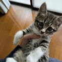 生後1ヶ月ほど　兄 キジ白・弟 キジ の兄弟です