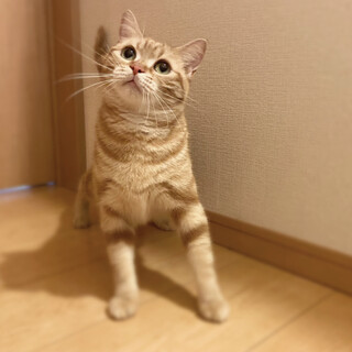 アメリカンショートヘアの女の子