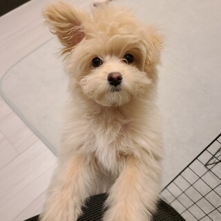 ポメプー6か月、元気な男の子