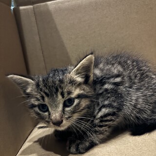 キジトラ子猫　里親さん募集