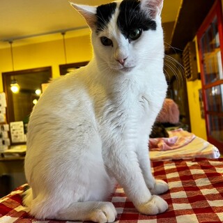 大人の魅力でみんなイチコロ！アズールくん