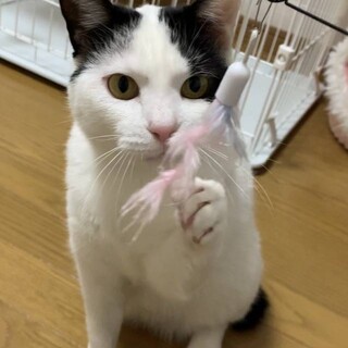 甘えん坊のぶちくん