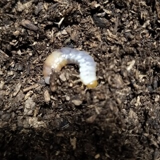 オオクワガタ幼虫