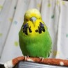 かすみんインコすき