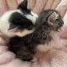 少し長毛黒 白のハチワレと白玉君子猫兄弟1ヶ月 サムネイル3