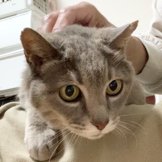 とってもシャイなまるちゃん