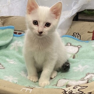 元気で懐こい　てんてんちゃん