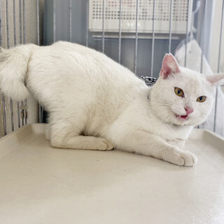 なれなれ！超甘えん坊の白猫