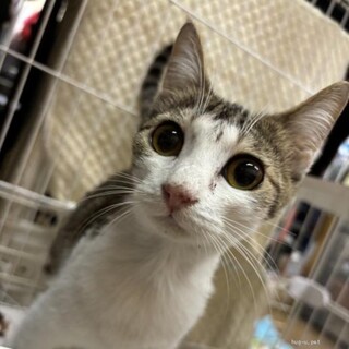 甘えん坊　さつきちゃん