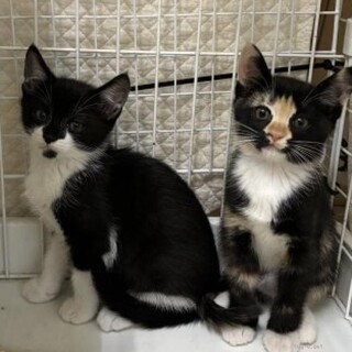 ペアで！　コアラくん&みーちゃん 