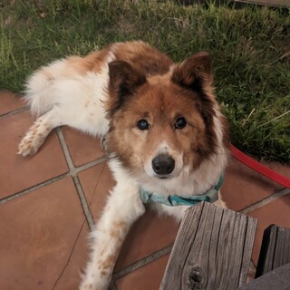 珍しい色・柄のビッケじぃ♡シニア愛らしさいっぱい♡