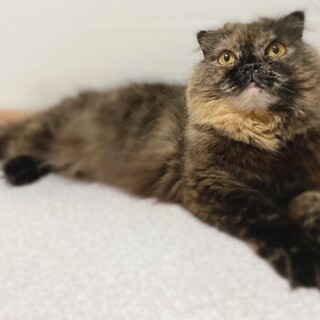 スコティッシュフォールドの女の子