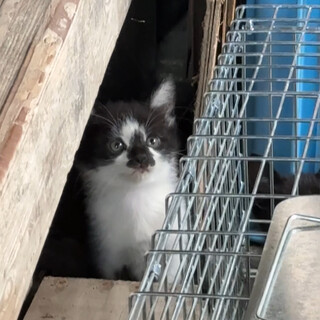 生後1ヶ月はーと小さくて可愛い子猫♡兄妹