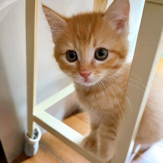 早期不妊手術マイクロチップ済み 茶トラ♂1/4